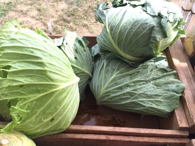 Beautiful cabbages at Fairwinds Farm